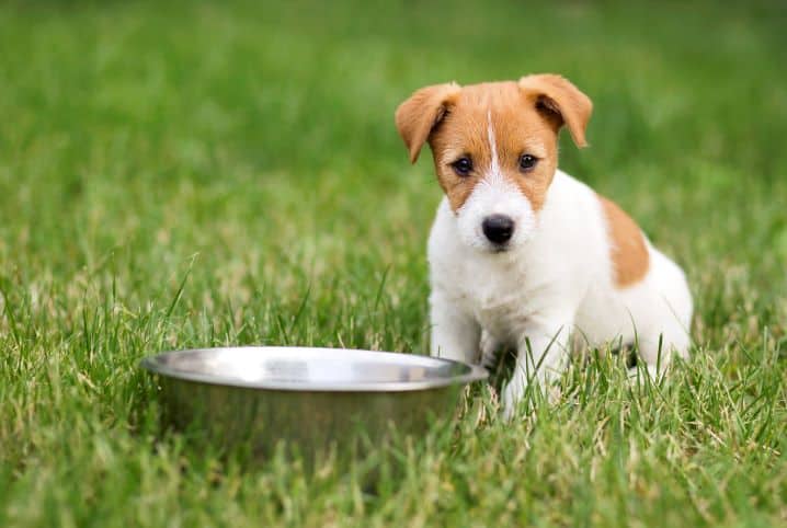 Cachorro filhote pode comer ração de cachorro grande?