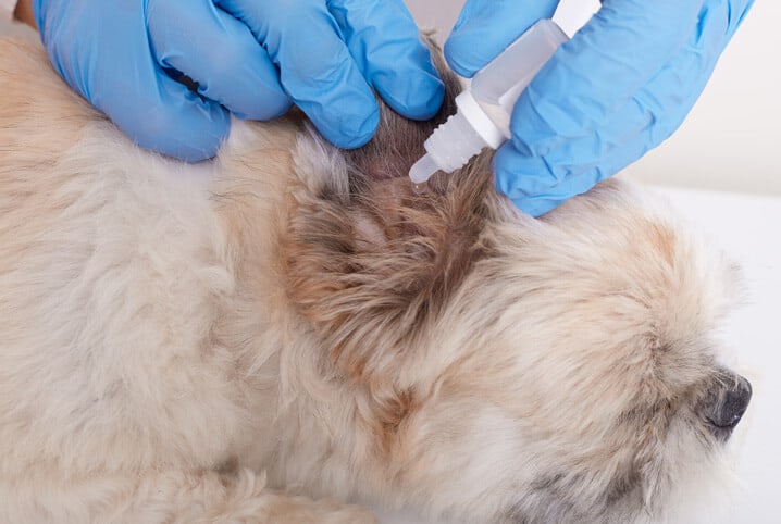 Veterinário aplicando medicação no ouvido do cachorro de pelos claros.