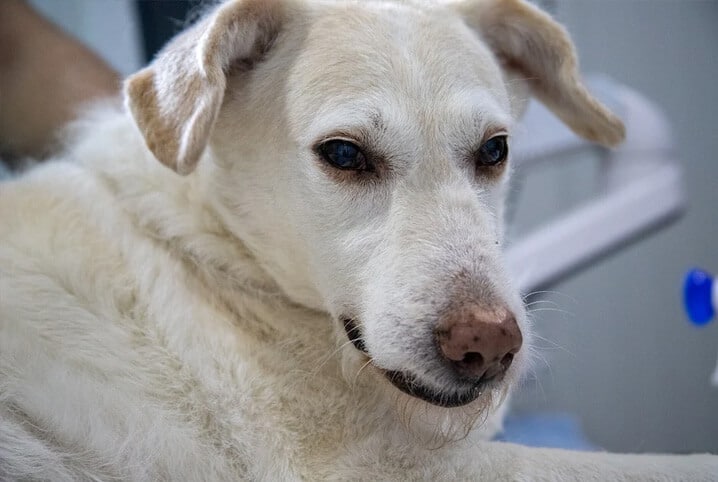 Cachorro de pelo claro com expressão de dor.