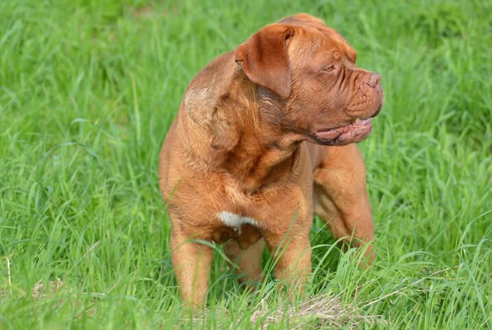 cachorro andando na grama