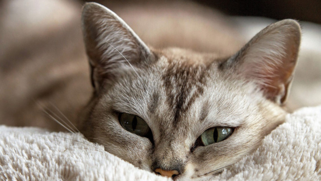 Por que deve treinar o seu gato e como fazê-lo em 5 passos