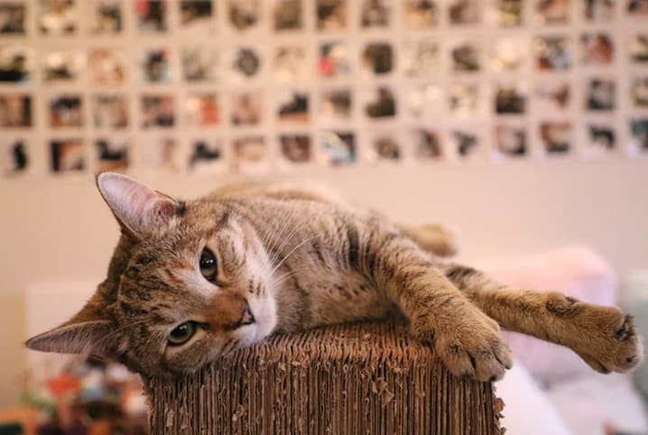 chat couché sur des disques