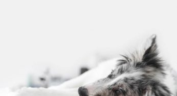 Leishmaniose canina: uma doença desafiadora