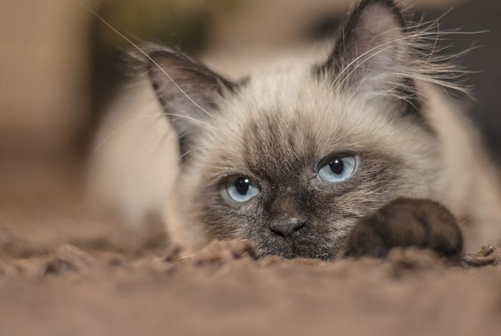Amoxicilline pour chats: est-il sûr d'administrer le médicament?