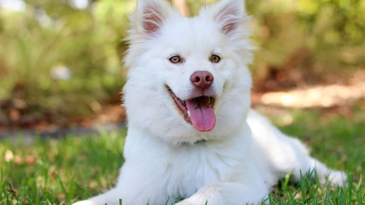 Pedigree de um cachorro Clearance