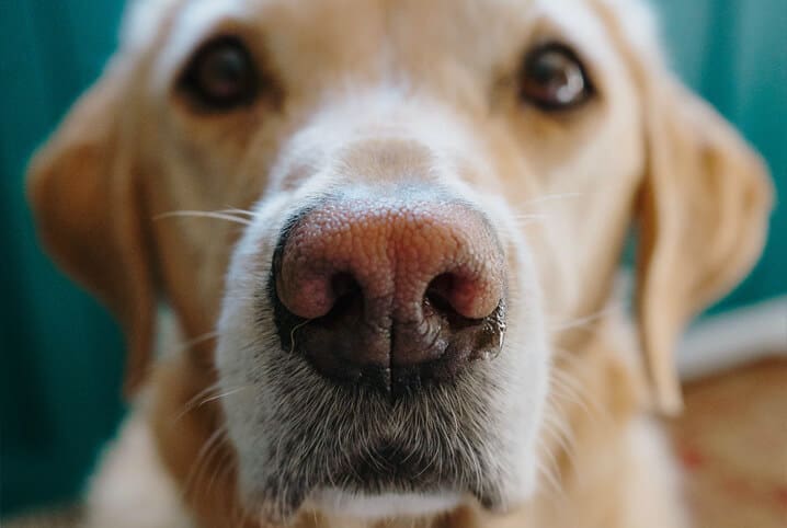 Parvovirose canina: sintomas, tratamento e prevenção