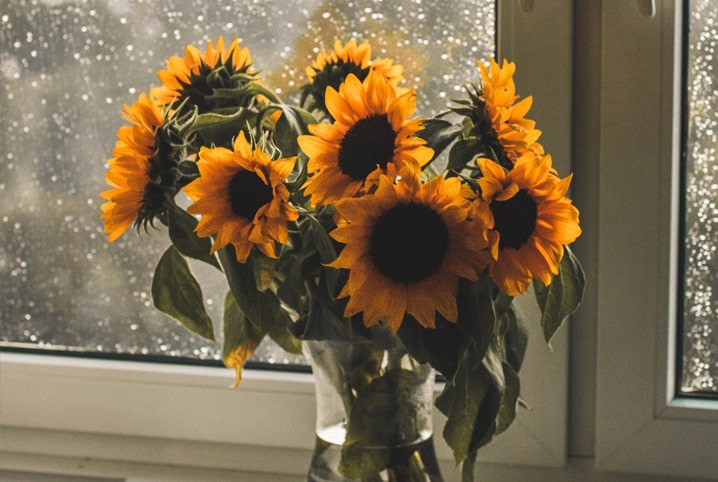 Tipos de flores para vasos: 10 incríveis opções | Petz