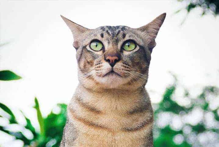 Gato com olhos claros e pelo rajado.