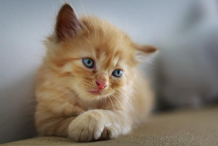 Gato filhote com pelos claros.