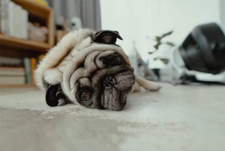 cachorro pug deitado