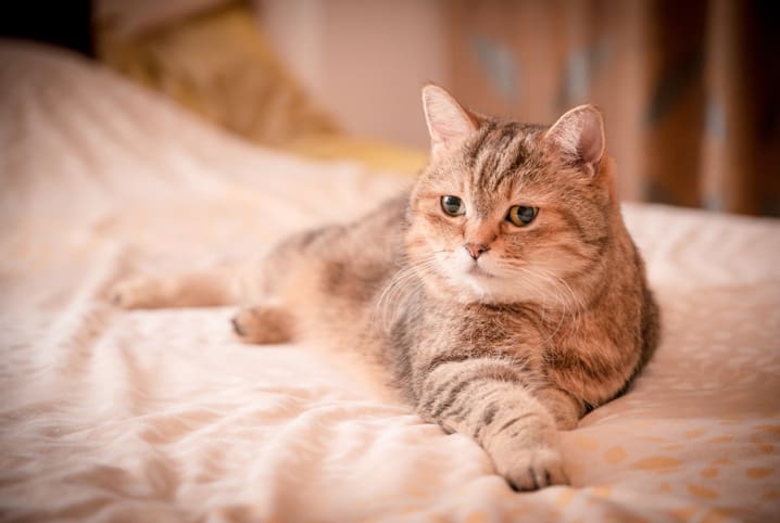 gato acostado en la cama