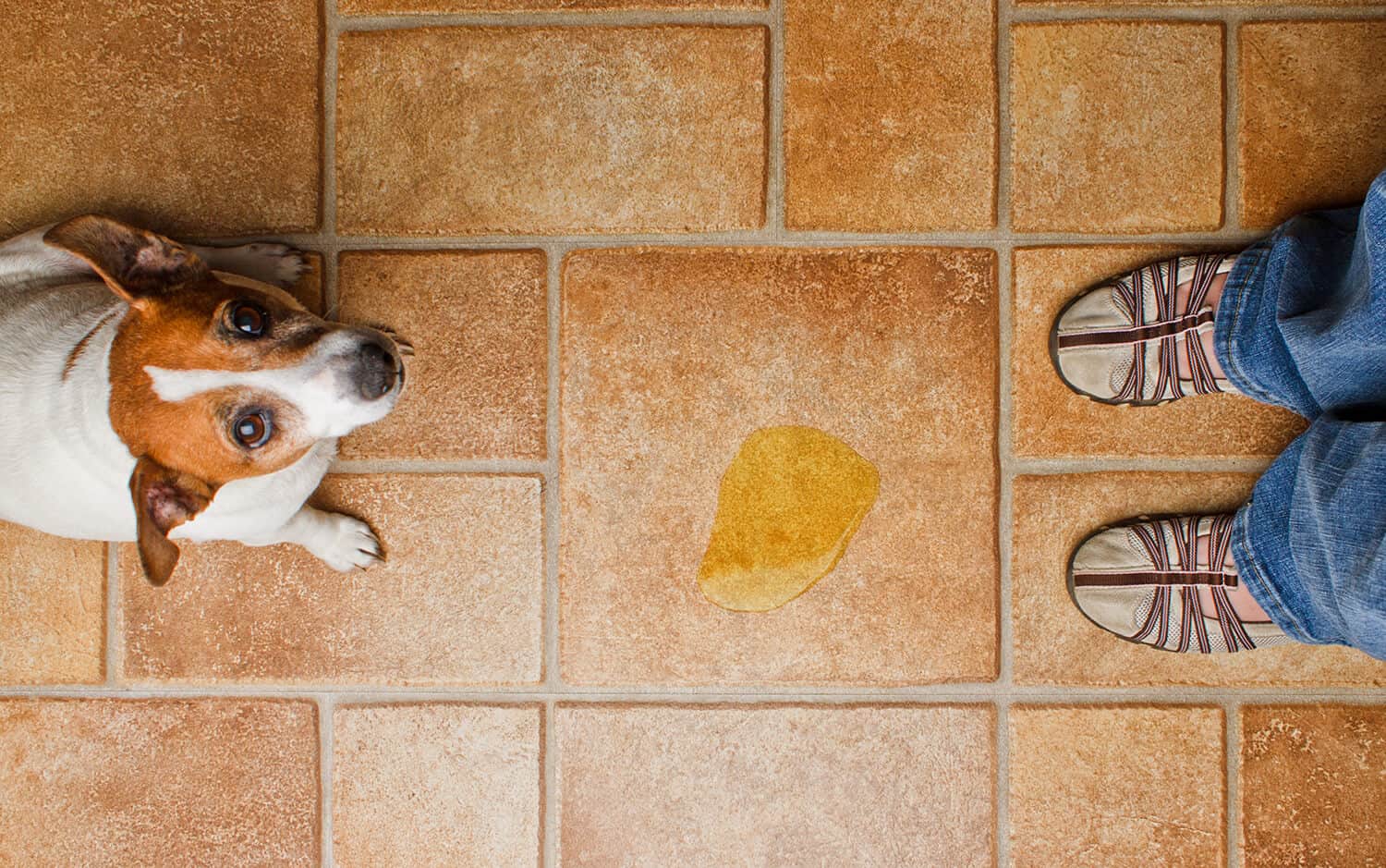 Cachorro olhando para o tutor e de frente para o xixi no chão.