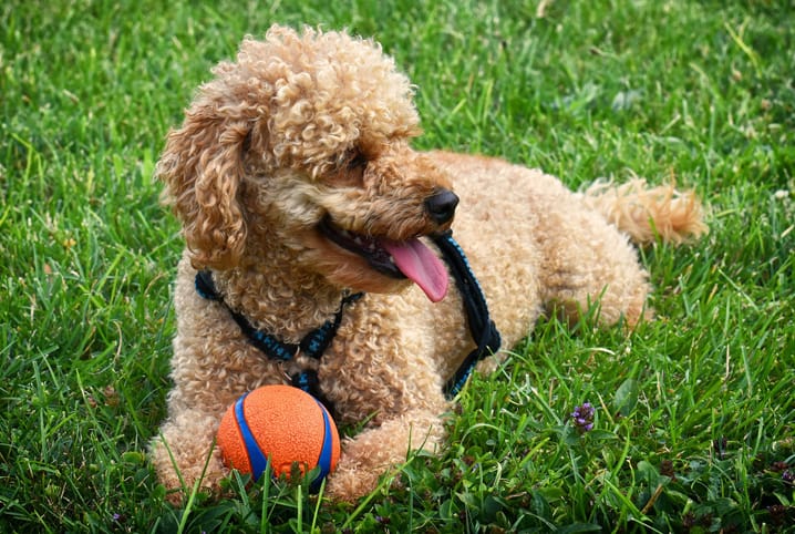 Brinquedos para entreter cachorros: a função de cada um deles