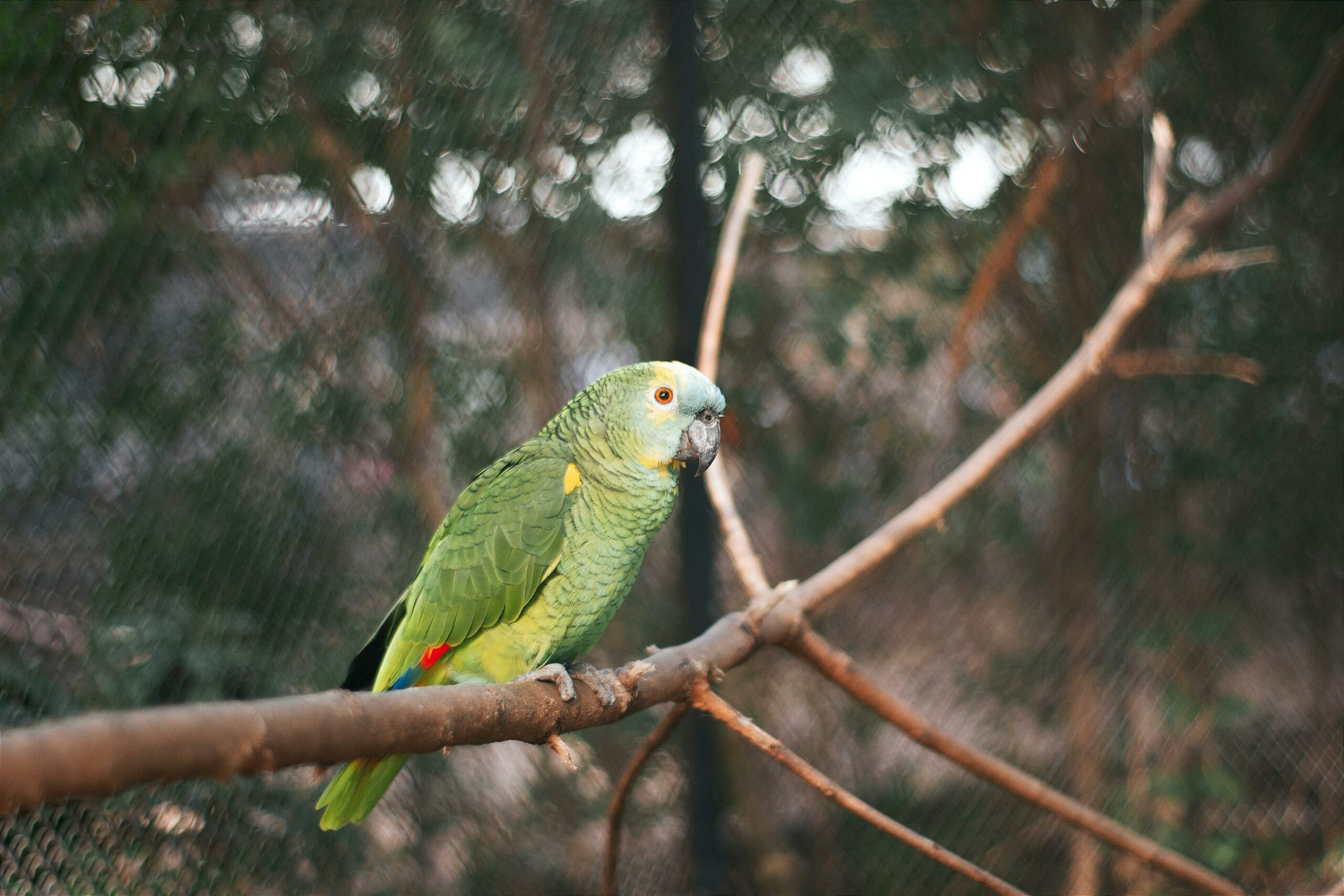 Papagaio verde macho.