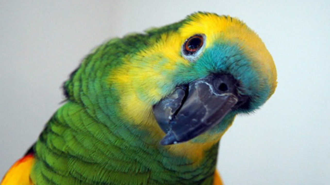 Desafio Quiz Animais Natureza - O Papagaio Sem Penas