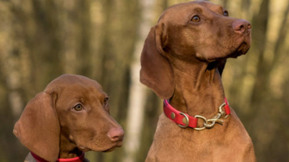 imagem para o blog 2