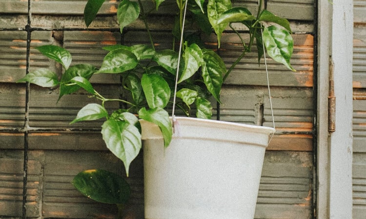 Conheça 10 plantas pendentes para sua casa! | Petz