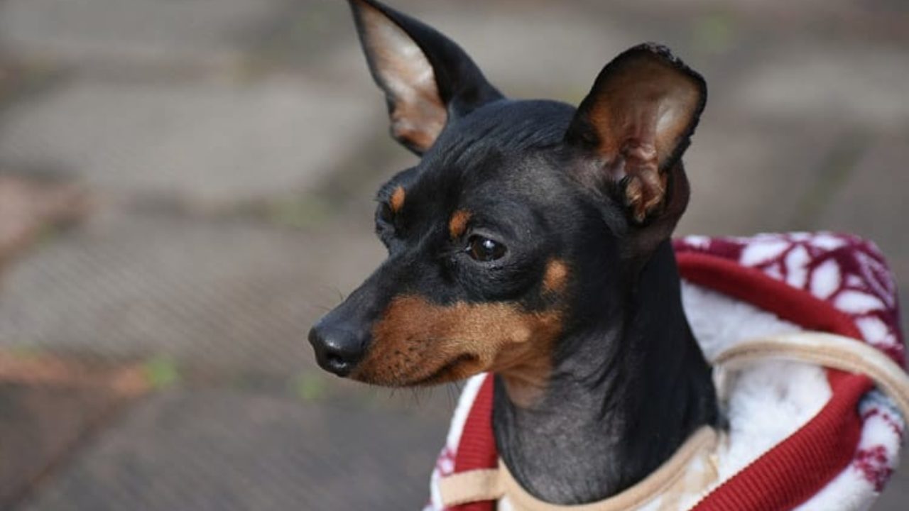 Deficientes auditivos ritmo Adulto pinscher com faca esquecido tribo mover