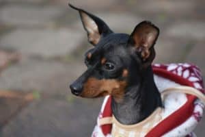 Conheça os tipos de Pinscher e as principais diferenças entre eles