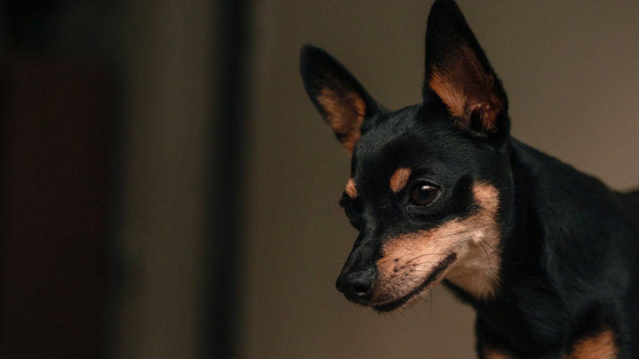 Pinscher a Clearance