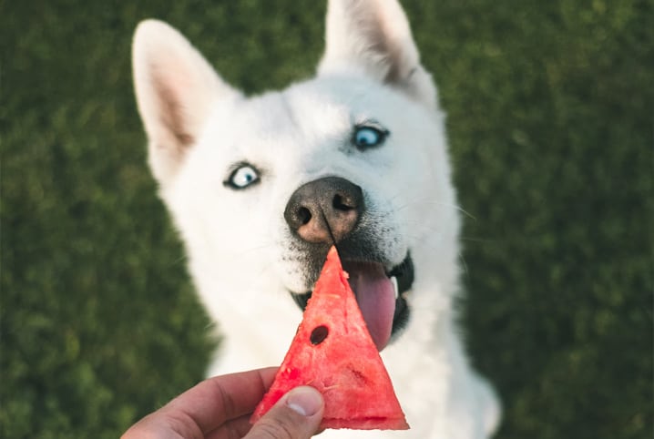 cachorro comendo melancia