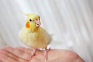 Calopsita mancando: por que isso pode acontecer?