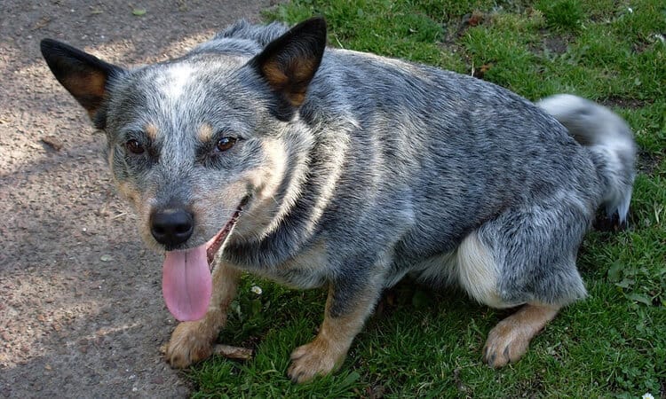 caspa em cachorro pet