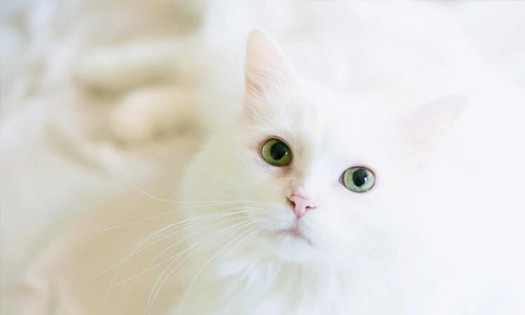 Saiba como escolher nomes para gato branco