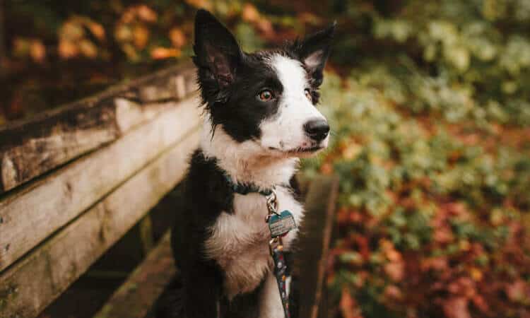Hidratação canina: como manter a pelagem, protegida, sedosa e com brilho