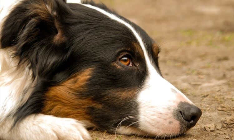 melhor ração para border collie