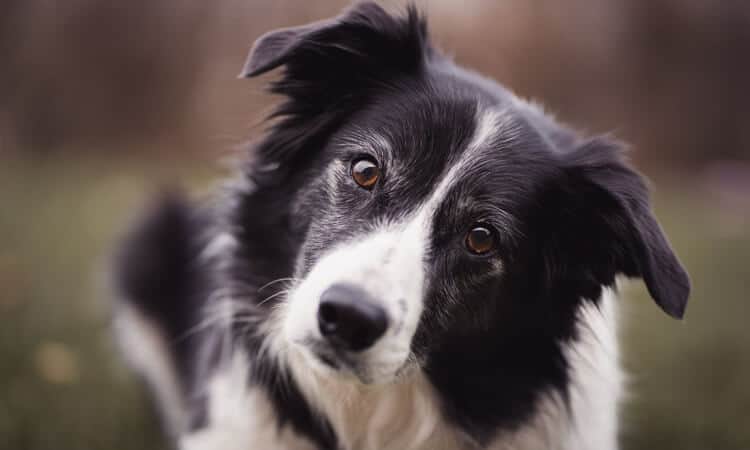 melhor ração para border collie