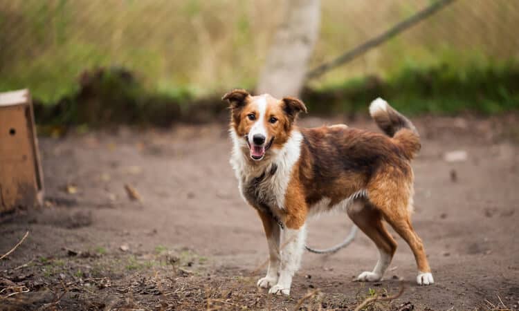 border collie personalidade