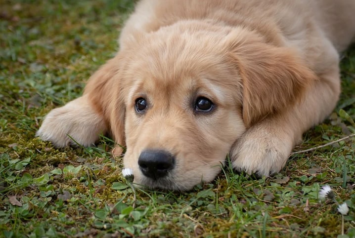 Qual remédio pode dar para cachorro com dor?