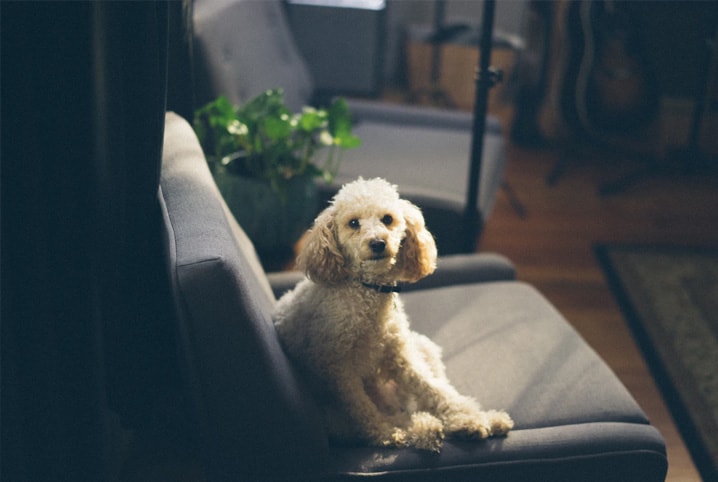 Cachorro para apartamento: confira raças que se adaptam melhor