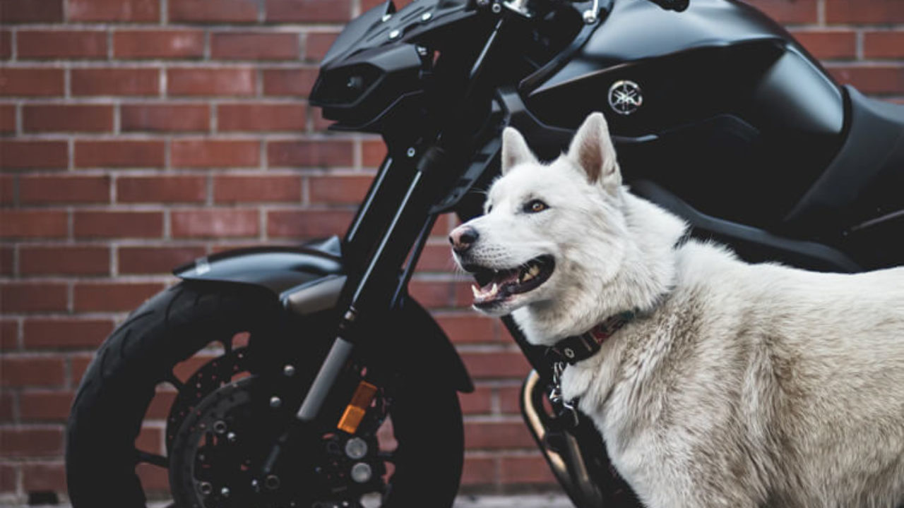 Cachorro pode andar de moto? Descubra se é permitido