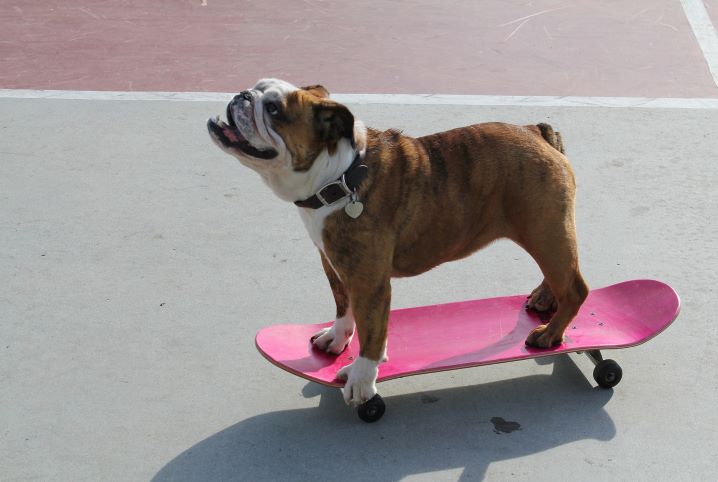 Cachorro skatista: é possível ensinar meu cão a andar de skate?