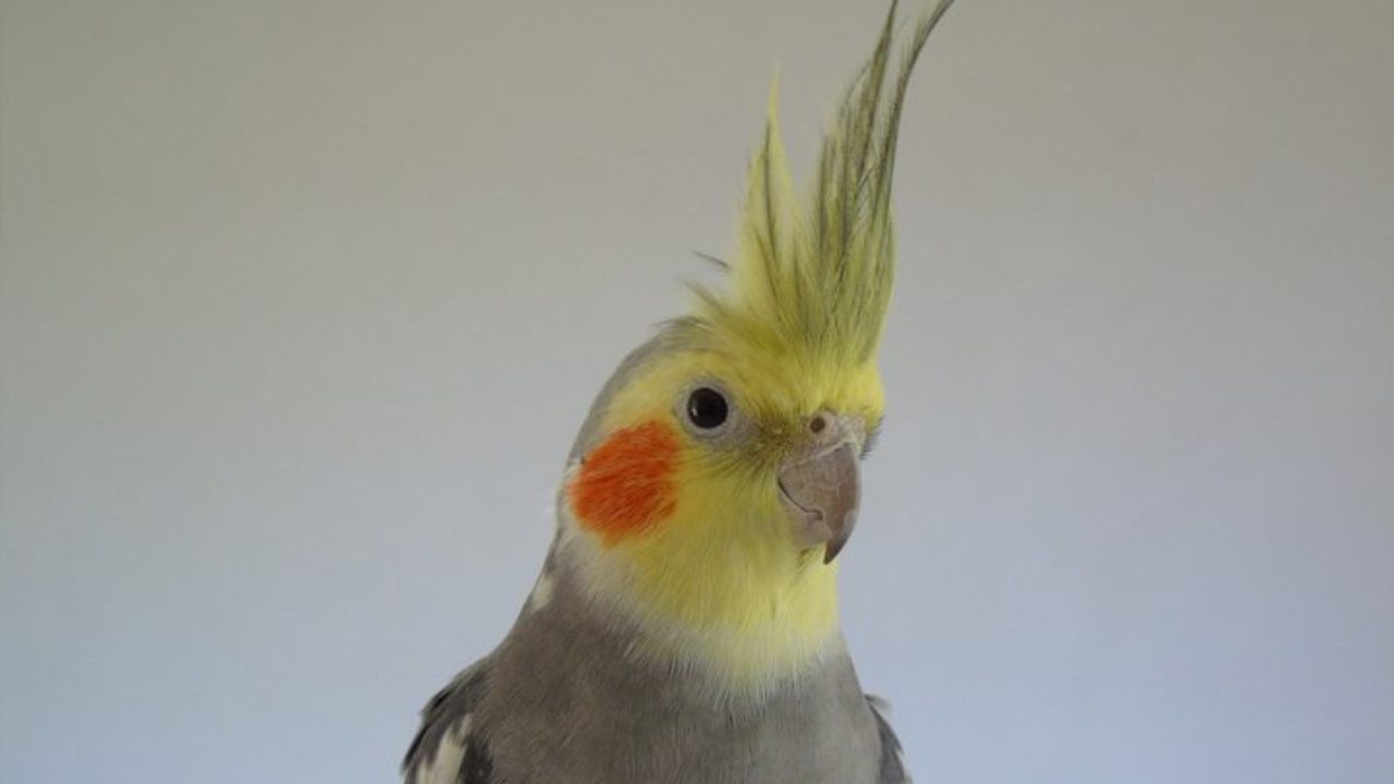 Calopsita pode comer cuscuz? Entenda! | Petz Calopsita pode comer cuscuz? Entenda! | Petz