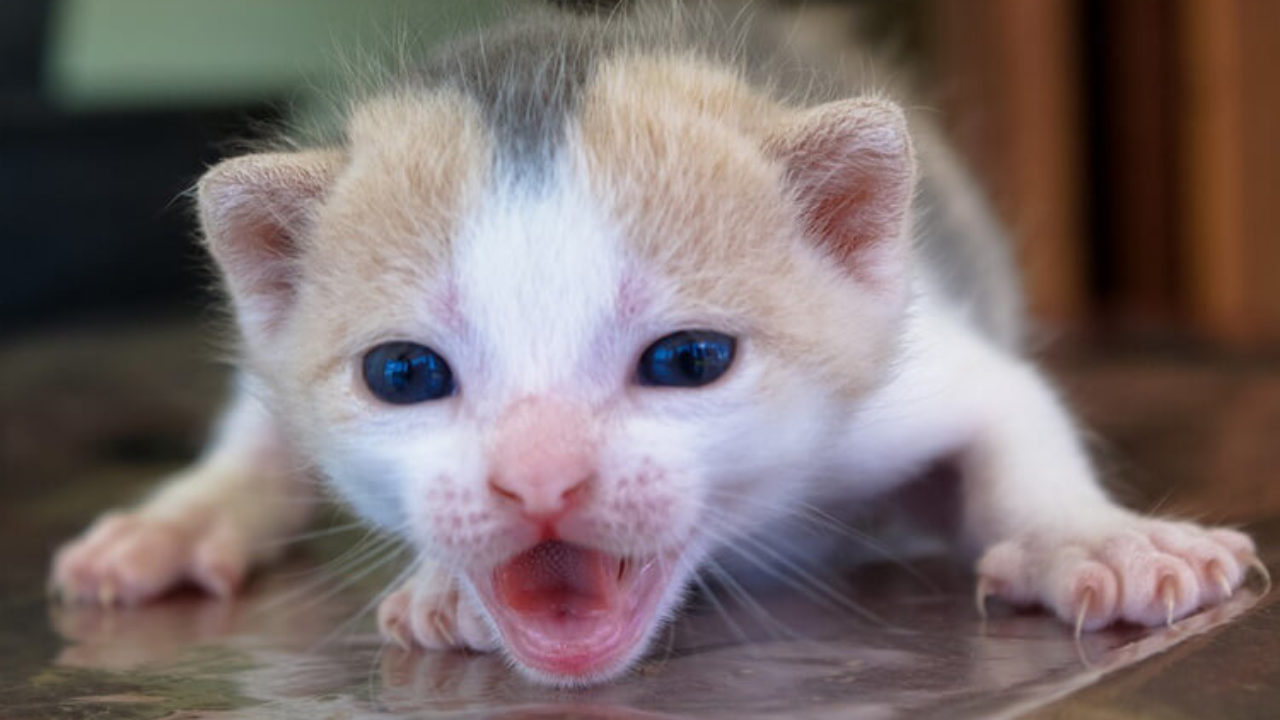 Como Cuidar de Filhotes Órfãos (Gatos & Cachorros)