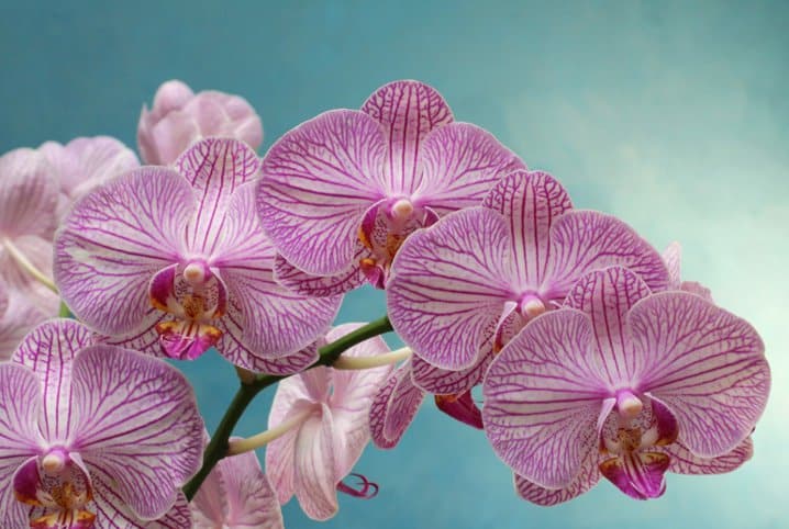 Aprenda como fazer kokedama para orquídeas | Petz