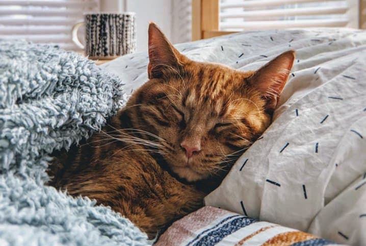 Como tirar foto de gato? Conheça 5 dicas de como ter o click perfeito!