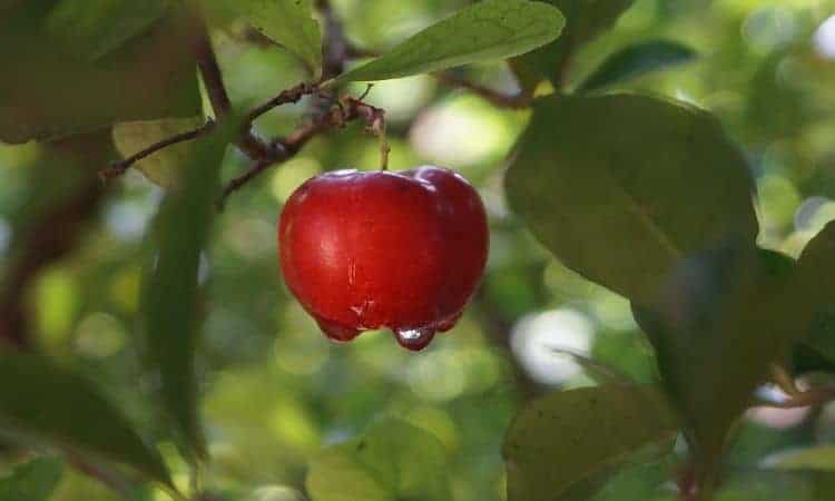 Frutas do verão: saiba quais são e como cultivá-las em casa