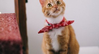 Melhor caixa de areia para gatos: dicas para escolher!