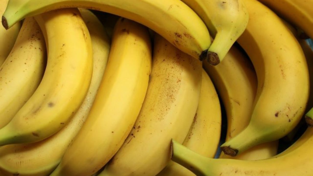 Gato pode comer banana? Descubra! | Petz Gato pode comer banana? Descubra! | Petz
