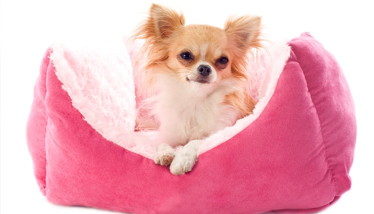 Hospedagem para cachorro: lugares para deixar o seu cão