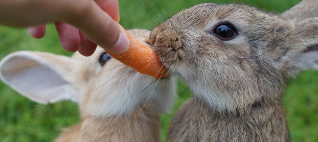 20 perguntas nesse Quiz sobres os animais teste seus conhecimentos 