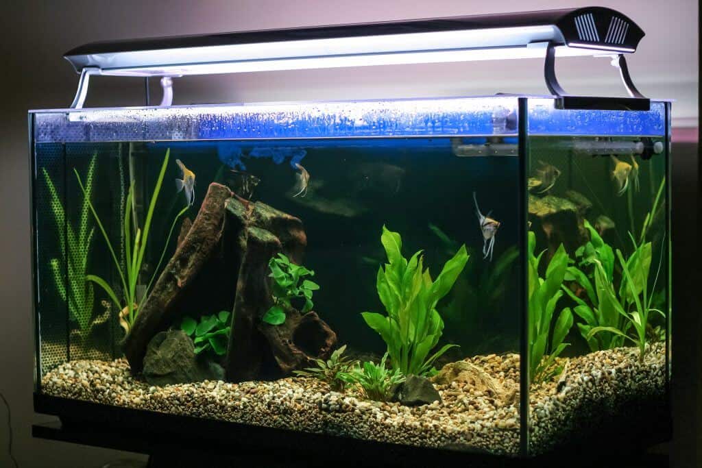 Saiba como escolher os melhores modelos de aquários para sua casa!
