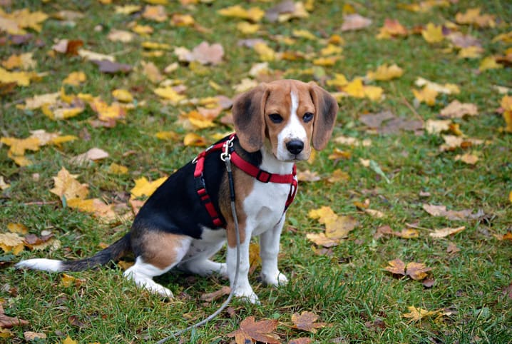 beagle é bravo