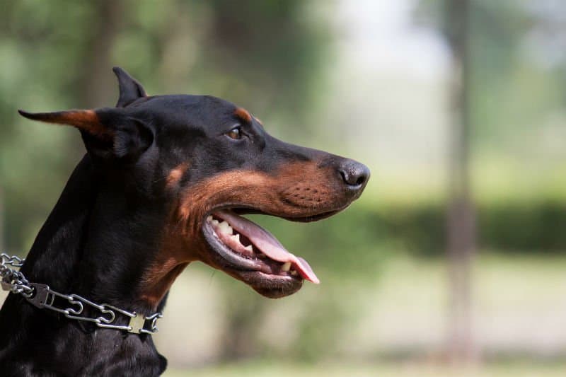 Cachorro Doberman: descubra aqui tudo sobre a raça