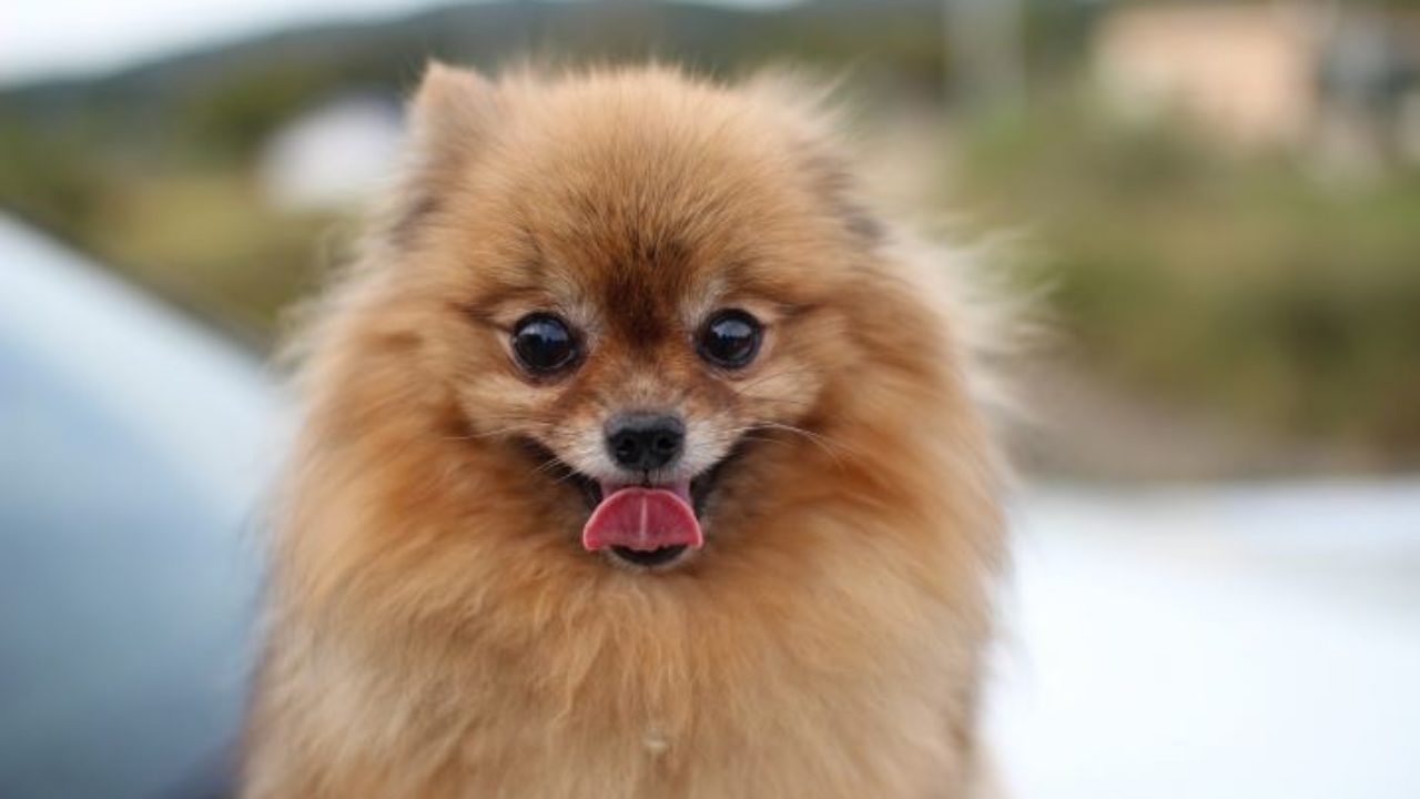300 Opcoes De Nomes Para Lulu Da Pomerania Petz