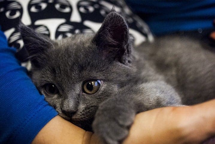 Gato filhote com pelos cinzas deitado no colo do tutor.